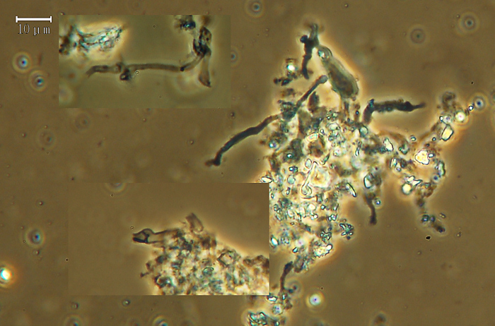 Dendrothele tetracornis Boidin & Duhem